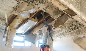 Best Industrial Mold Remediation in USA